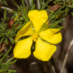 Hibbertia fasciculata