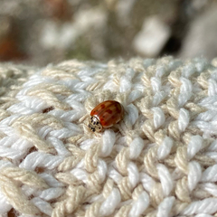 Harmonia quadripunctata