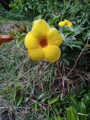 Allamanda cathartica