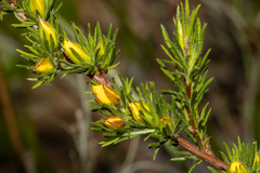 Hibbertia fasciculata