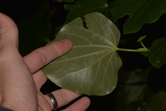 Piper excelsum psittacorum