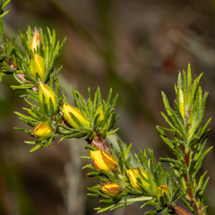 Hibbertia fasciculata