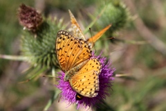 Argynnis elisa