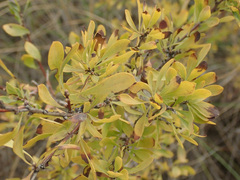 Spiraea hypericifolia