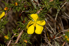 Hibbertia fasciculata