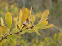 Spiraea hypericifolia