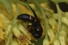 Parancistrocerus
