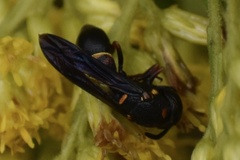 Parancistrocerus