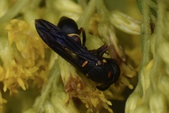 Parancistrocerus