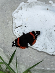 Vanessa atalanta