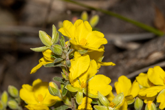 Hibbertia australis
