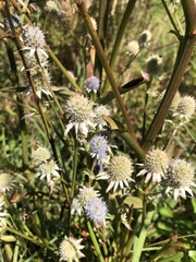 Eryngium