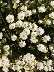 Argyranthemum frutescens