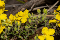 Hibbertia australis