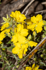 Hibbertia australis