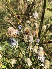 Eryngium