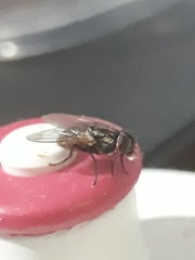 Muscidae