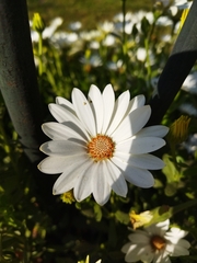 Argyranthemum frutescens