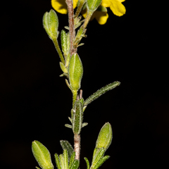 Hibbertia australis