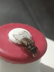 Muscidae