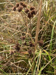 Scirpus atrovirens
