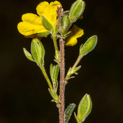 Hibbertia australis