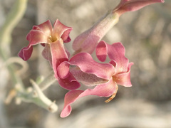 Matthiola fragrans