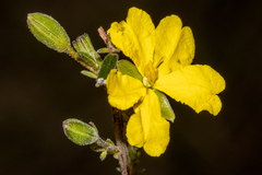 Hibbertia australis