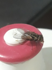 Muscidae