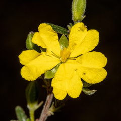 Hibbertia australis