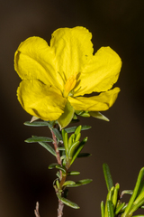 Hibbertia devitata