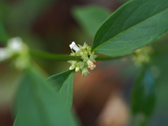 Hedyotis