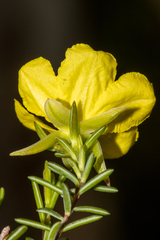 Hibbertia devitata