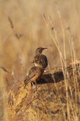 Chersomanes albofasciata