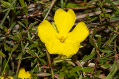 Hibbertia devitata