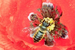 Megachile versicolor