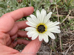 Arctotis stoechadifolia