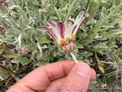 Arctotis stoechadifolia