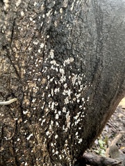 Xylobolus frustulatus