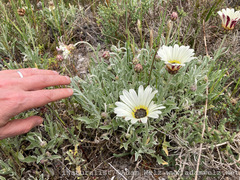 Arctotis stoechadifolia