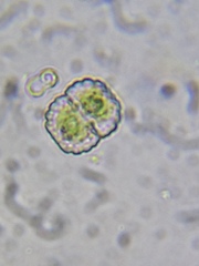 Cosmarium ornatum