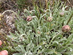 Arctotis stoechadifolia