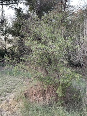 Sideroxylon lanuginosum