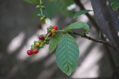 Psychotria viridis