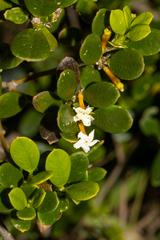 Alyxia buxifolia