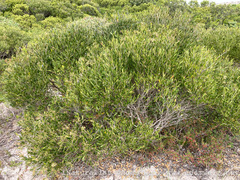 Olea