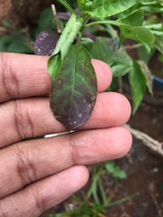 Colletotrichum crossandrae