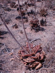 Aloe greatheadii davyana