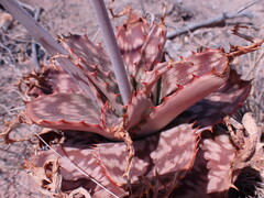Aloe greatheadii davyana