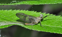 Ecdyonurus insignis